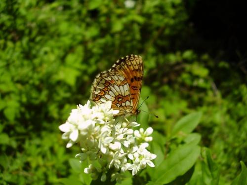 Réf. 33 592 : Melitaea athalia athalia