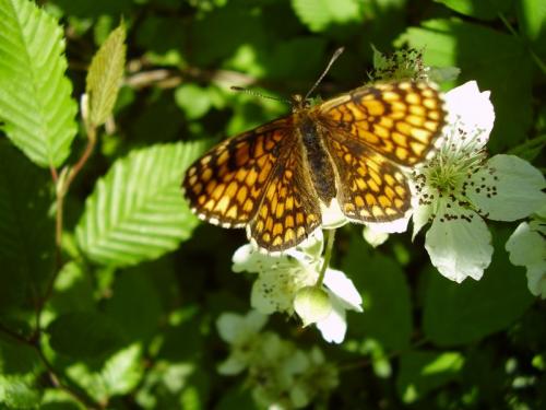 Melitaea athalia athalia