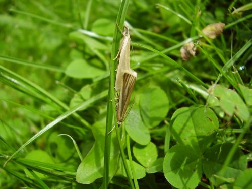 Réf. 33 594 : Crambus perlella