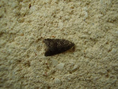 Cnephasia sp.