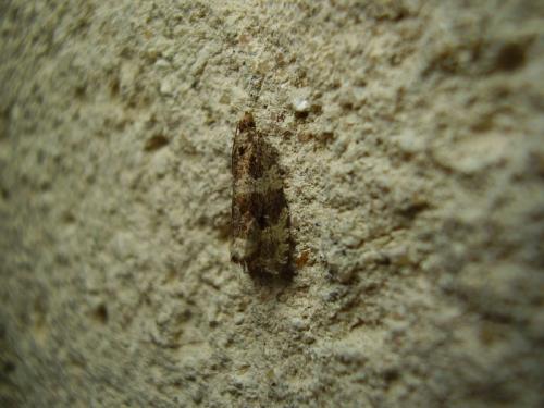 Orthotaenia undulana