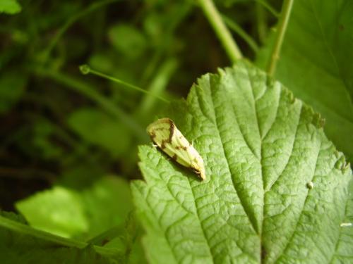 Réf. 33 814 : Agapeta hamana
