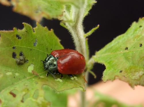 Réf. 33 165 : Chrysomela sp.