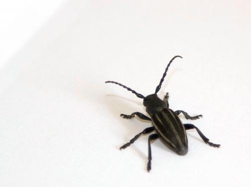 Iberodorcadion fuliginator