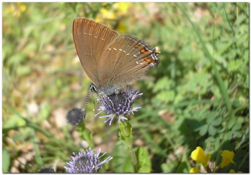 Réf. 33 170 : Satyrium ilicis