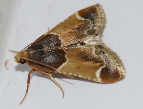 Réf. 33 339 : Pyralis farinalis