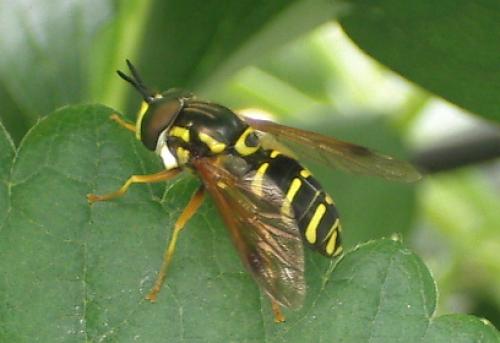 Réf. 33 748 : Chrysotoxum vernale