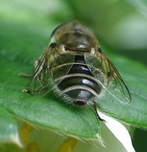 Eristalis arbustorum