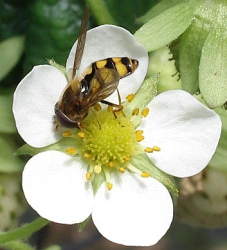 Réf. 33 556 : Eupeodes latifasciatus