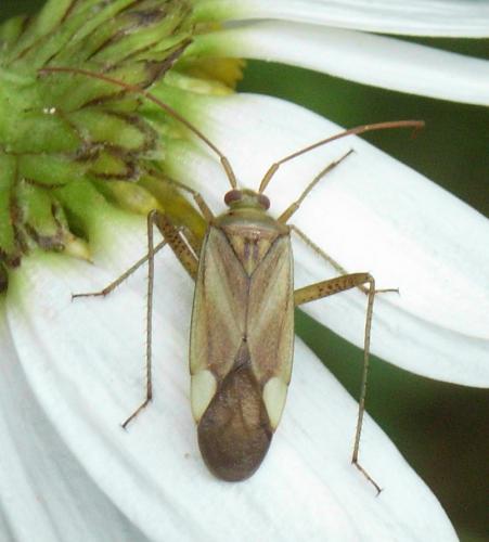 Adelphocoris sp.