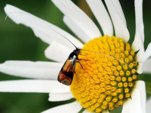 Nemophora fasciella