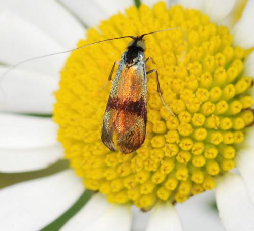 Nemophora fasciella
