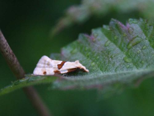 Aethes sp.