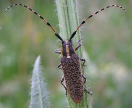 Réf. 33 820 : Agapanthia dahli