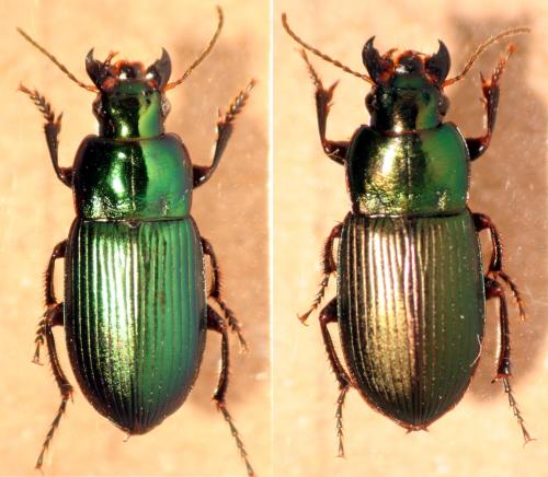 Réf. 33 655 : Harpalus sp.