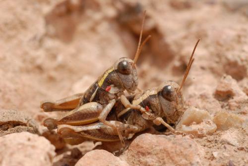 Amismizia puppa