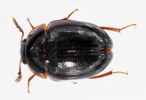 Anisotoma castanea