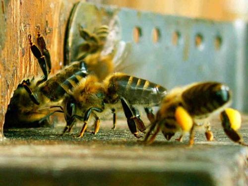 Apis mellifera