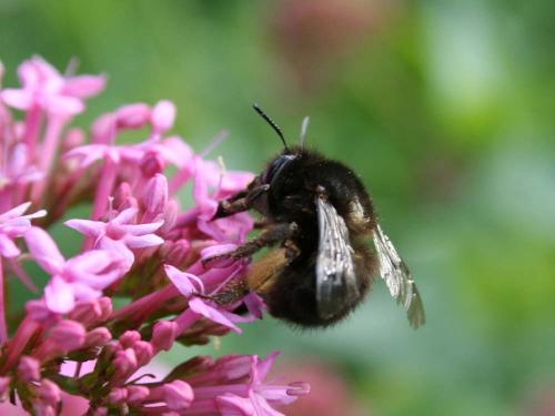 Anthophora plumipes