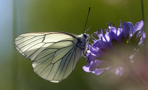 Aporia crataegi