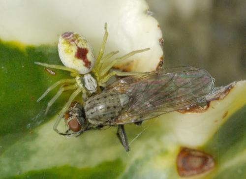 Nigma puella