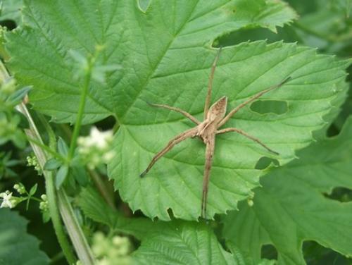 Pisaura mirabilis