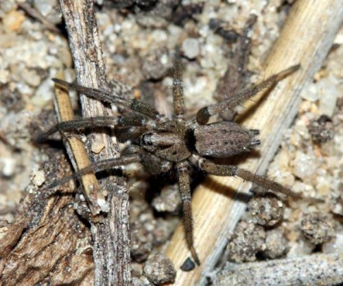 Nomisia sp.