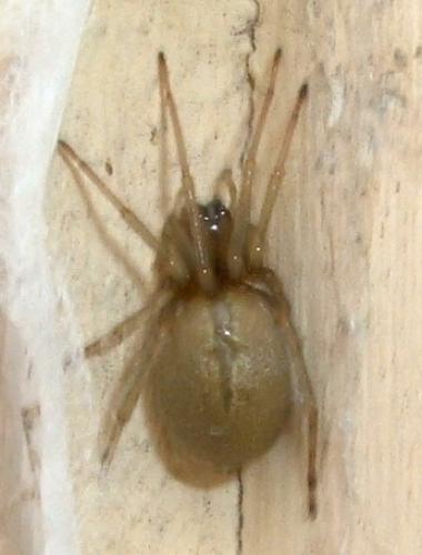 Cheiracanthium sp.