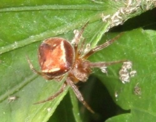Araneus sp.