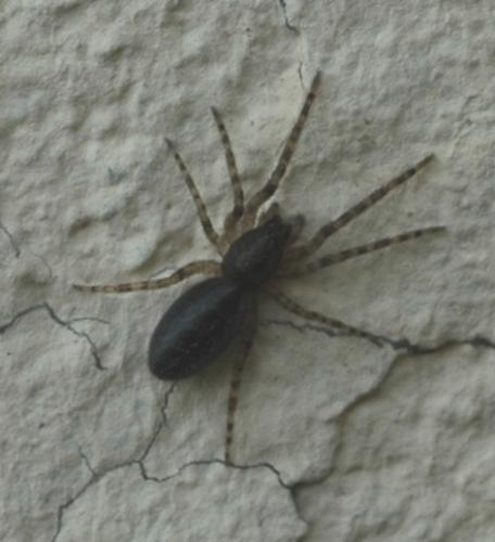 Segestria sp.