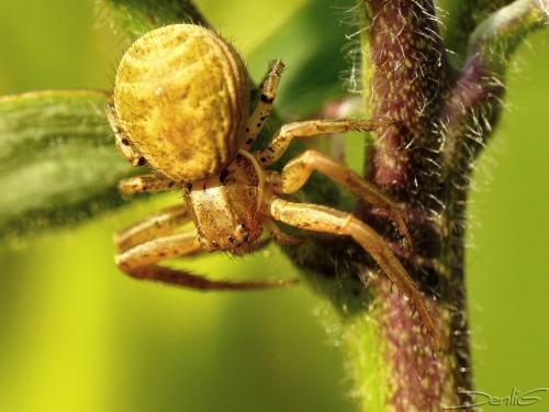 Xysticus sp.
