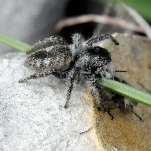 Philaeus chrysops