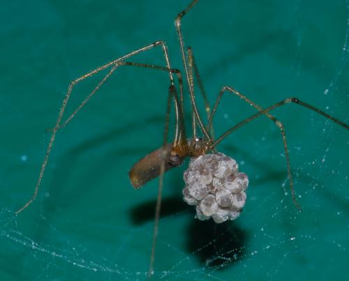 Réf. 33 583 : Pholcus phalangioides
