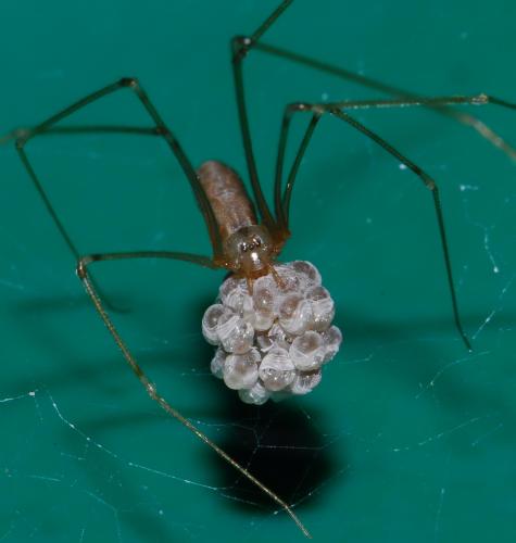 Réf. 33 584 : Pholcus phalangioides