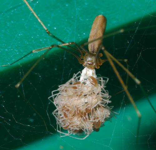Réf. 33 587 : Pholcus phalangioides