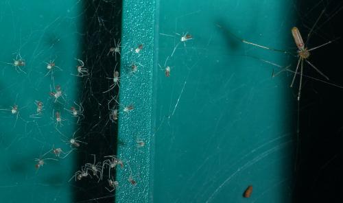 Pholcus phalangioides