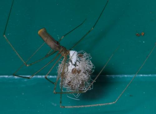 Pholcus phalangioides