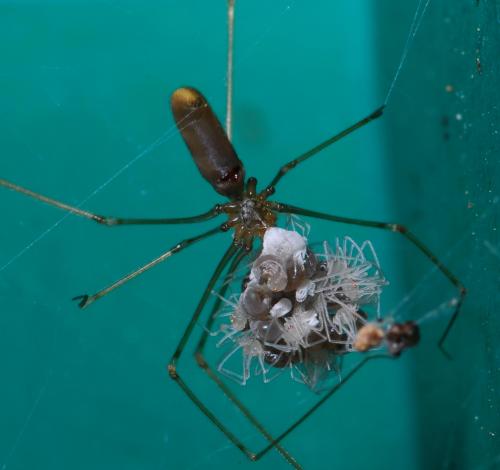 Réf. 33 585 : Pholcus phalangioides