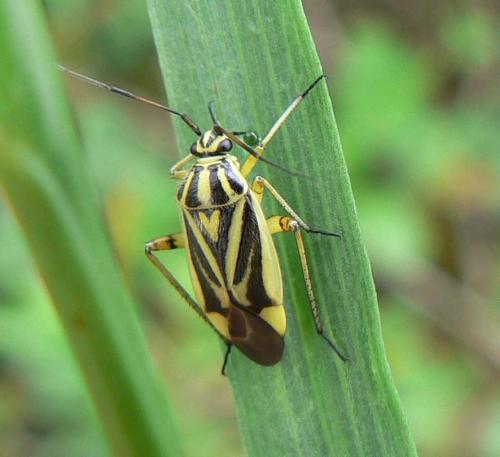 Brachycoleus decolor