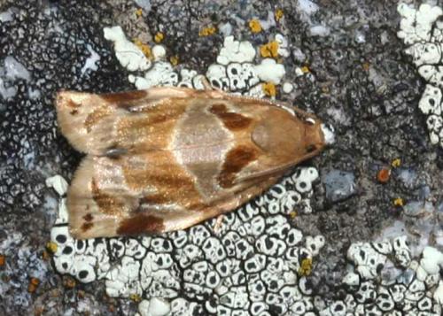 Réf. 33 646 : Archips xylosteana