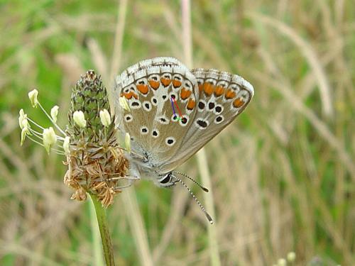 Aricia agestis