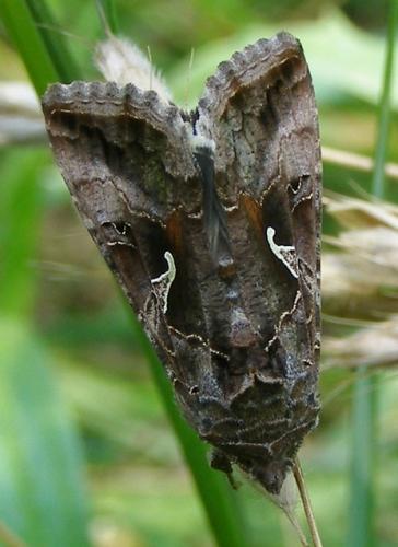 Réf. 33 562 : Autographa gamma