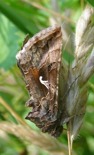 Réf. 33 563 : Autographa gamma