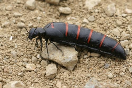 Berberomeloe majalis
