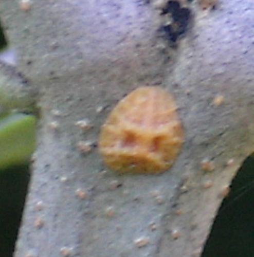 Saissetia oleae