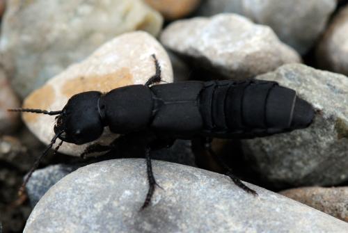 Ocypus sp.