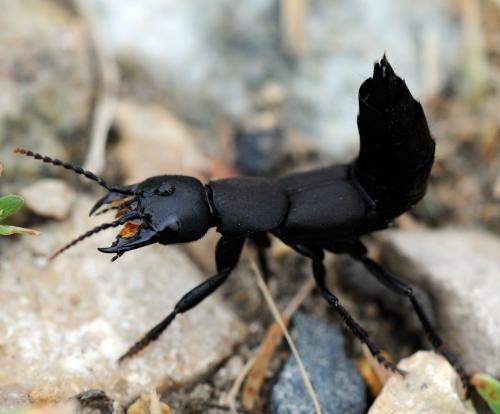 Réf. 33 759 : Ocypus sp.