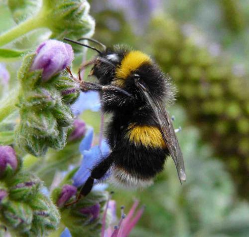 Bombus sp.