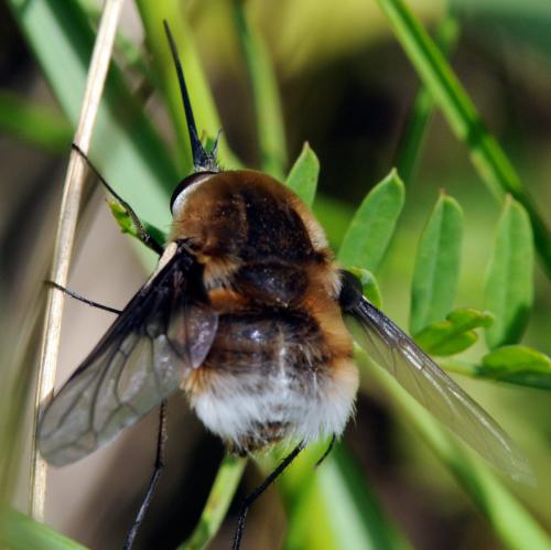 Réf. 33 700 : Bombylius cruciatus