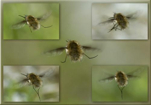 Bombylius major